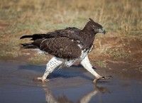 Martial Eagle​