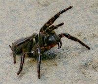 Sydney ​Funnel-web Spider​