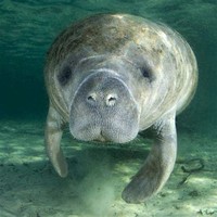 West Indian ​Manatee​