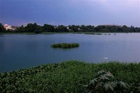 Velachery Lake