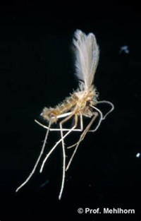 Phlebotomus ​Perniciosus​