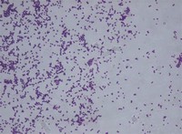 Staphylococcus ​Piscifermentans​