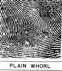 Whorl = a Spiral Pattern