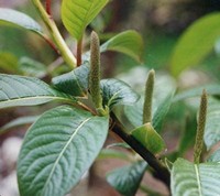 Salix ​Moupinensis​