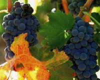 Regulatory Board Designation of Origin Rioja