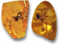 An ant Inside Baltic Amber