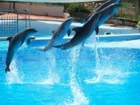 Fantasy Park With Dolphin Show - Riyadh