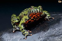 1 Fire-Bellied Toad