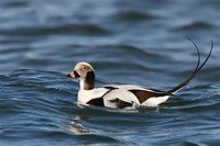 Long-Tailed ​Duck​