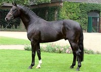 Westphalian ​Horse​