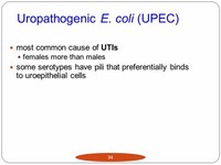 Uropathogenic E Coli (UPEC)