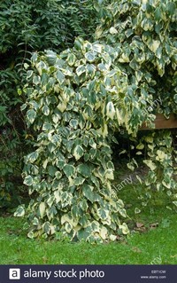 Persian ivy