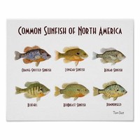 Common ​Sunfishes​