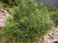 Salix ​Eleagnos​