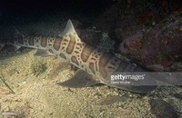 California Leopard Shark (Triakis Semifasciata)