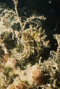 Fisher's ​Seahorse​