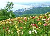 Onze Harukayama Lily Garden