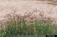 Bermuda Grass (Cynodon Dactylon)
