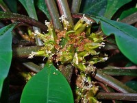 Euphorbia ​Leuconeura​