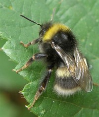 Broken-Belted ​Bumblebee​