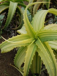 Candelabra ​Aloe​