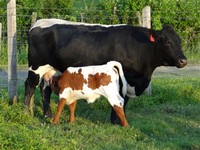 Pinzgauer Cattle