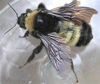 American ​Bumblebee​