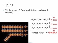 Lipids - Glycerol and Fatty Acids