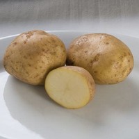 Kennebec ​Potato​