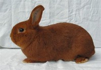 Czech Red ​Rabbit​