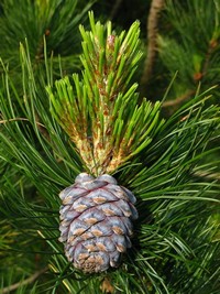 Pinus Cembra​
