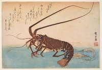Japanese ​Spiny Lobster​