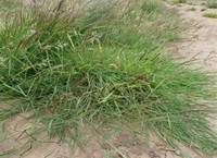 Bentgrass (Genus Agrostis) Creeping Bent (A Stolonifera)