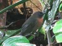 Black-​Cheeked ant Tanager​