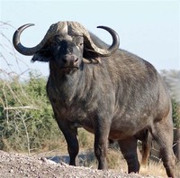 African Buffalo​
