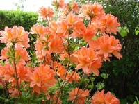 Rhododendron Molle