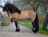 North ​Swedish Horse​
