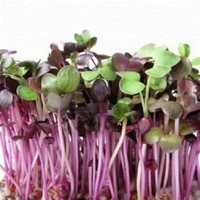 RED CABBAGE SPROUT SEEDS