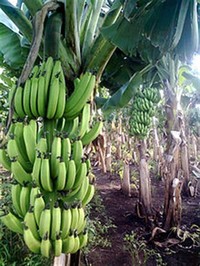 A Banana Farm in Chinawal, India