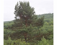 Scots Pine​