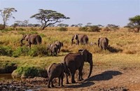 Serengeti​