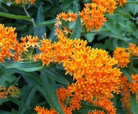 Mexican ​Butterfly Weed​