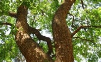 Sheesam Tree Landmark