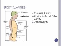 Pelvic Cavity