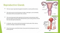 Reproductive Glands (Which Include the Ovaries and Testes)