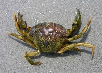 European ​Green Crab​