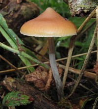 Psilocybe ​Azurescens​