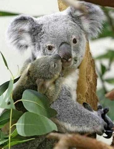 1000+ images about Koala's on Pinterest | Australia travel ...