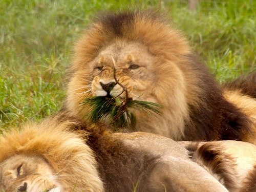 Why do lions eat meat but not vegetables? - Quora