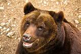 Marsican ​Brown Bear​